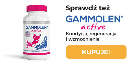 Gammolen Active - kondycja, regeneracja i wzmocnienie